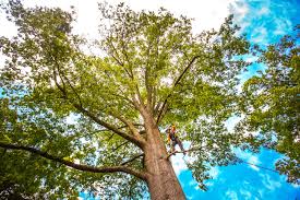 Reliable Oceano, CA Tree Removal Solutions