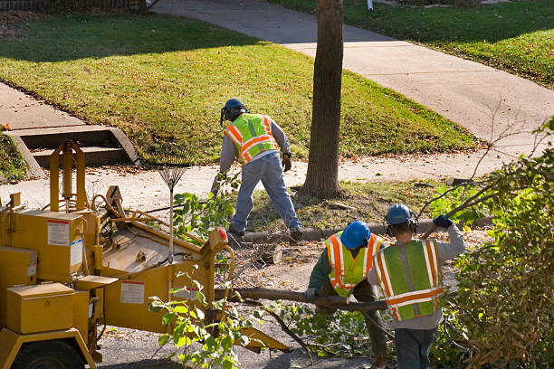 Best Tree Preservation Services  in Oceano, CA