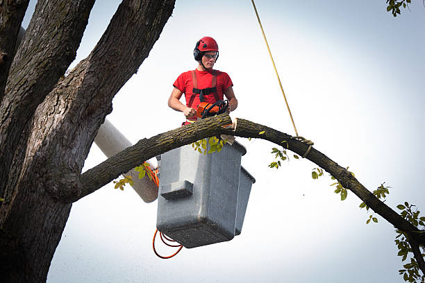 Best Root Management and Removal  in Oceano, CA